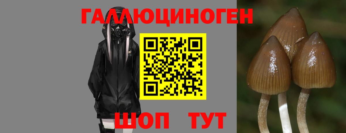 Юрга  Псилоцибиновые грибы Psilocybe  Вход с VPN  Псилоцибиновые грибы Psilocybine cubensis 